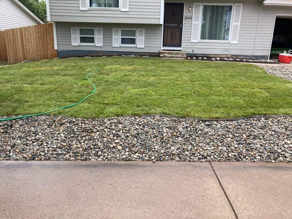Front yard with fresh sod, a green garden hose, and a border of rocks next to a concrete driveway.